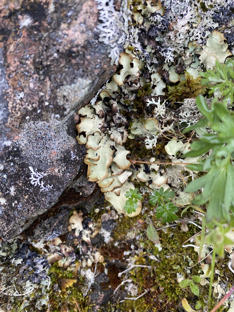 Alaskan Giant Shield Lichen photo 2