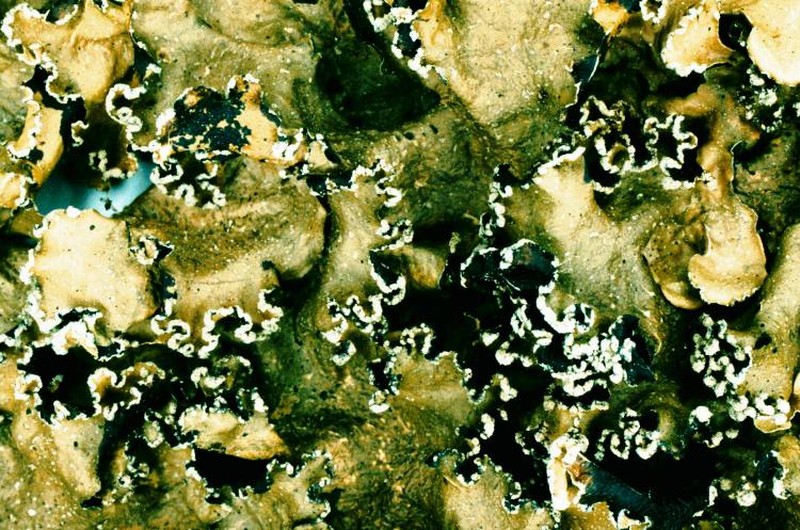 Giant Shield Lichen