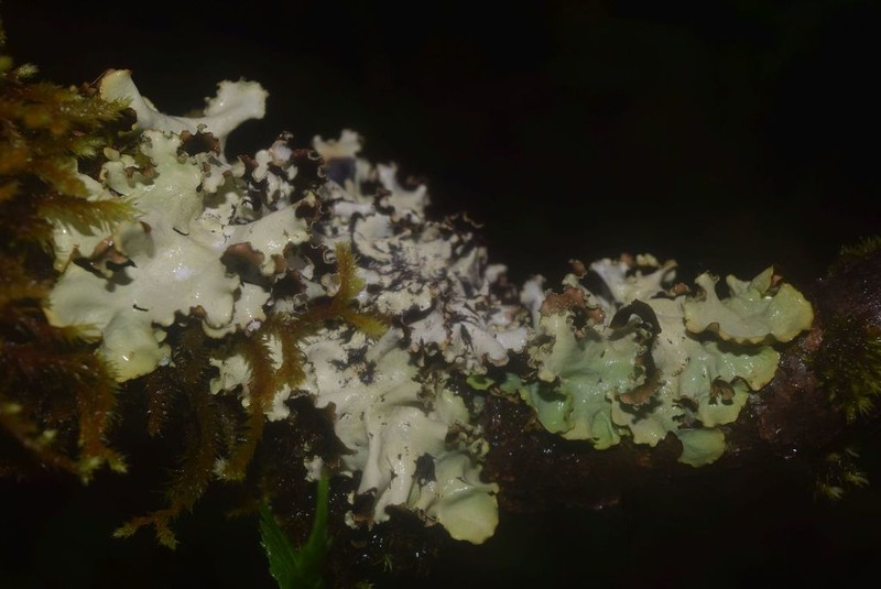 Giant Shield Lichen