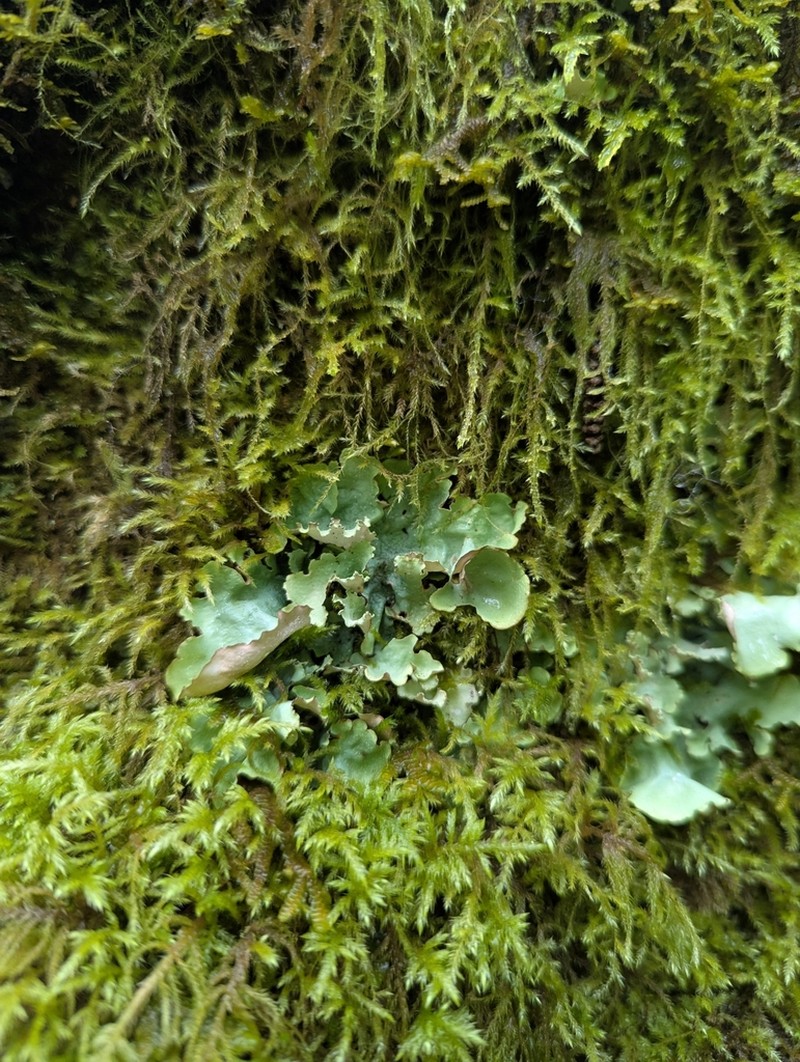 Giant Shield Lichen photo 2
