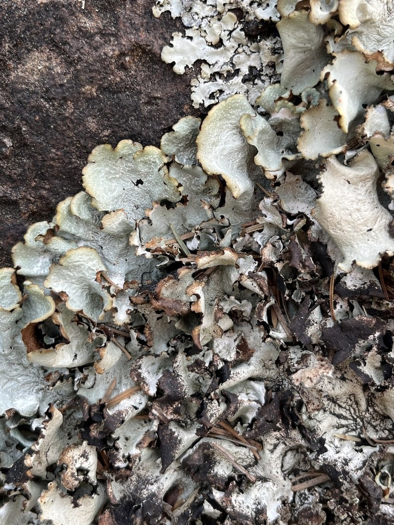 Giant Shield Lichen photo 3
