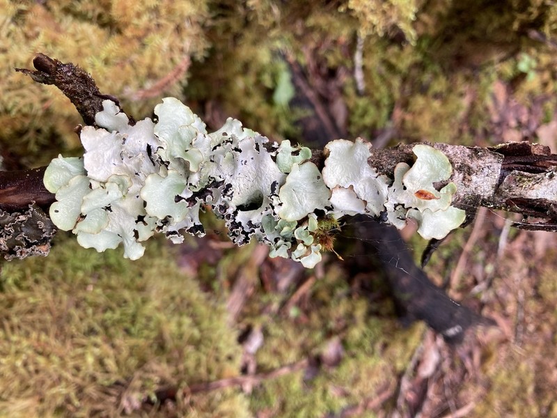Giant Shield Lichen photo 4