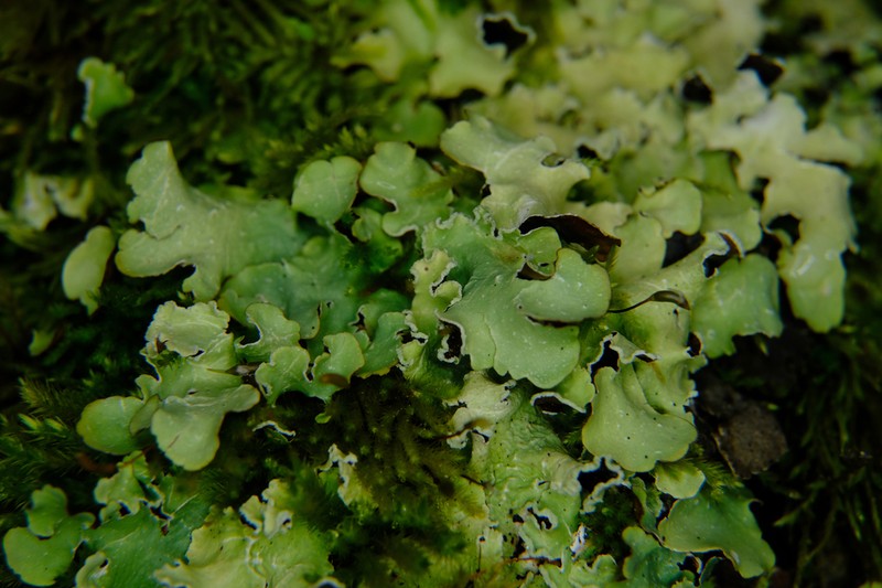 Giant Shield Lichen photo 5