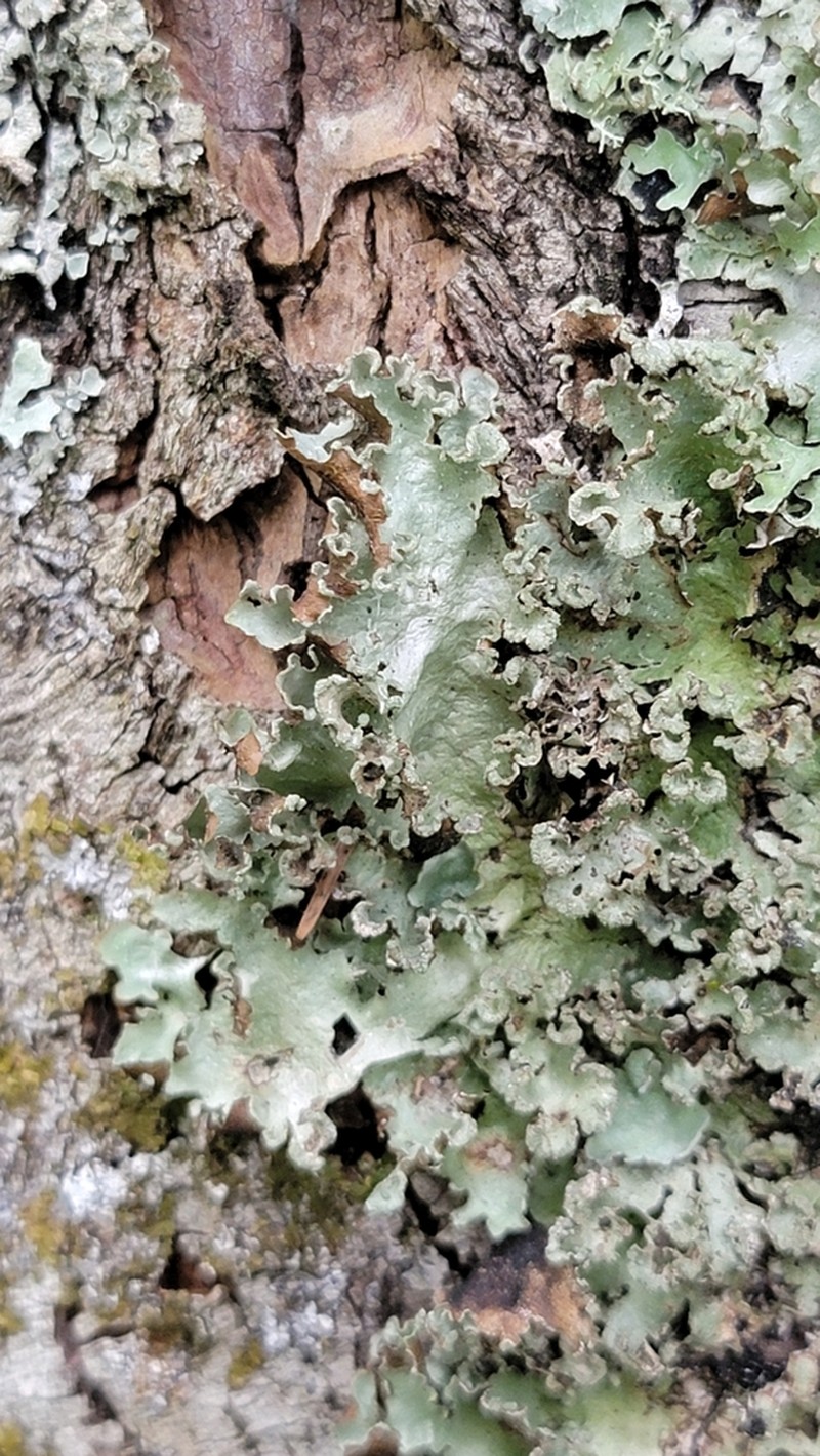 Giant Shield Lichen photo 6