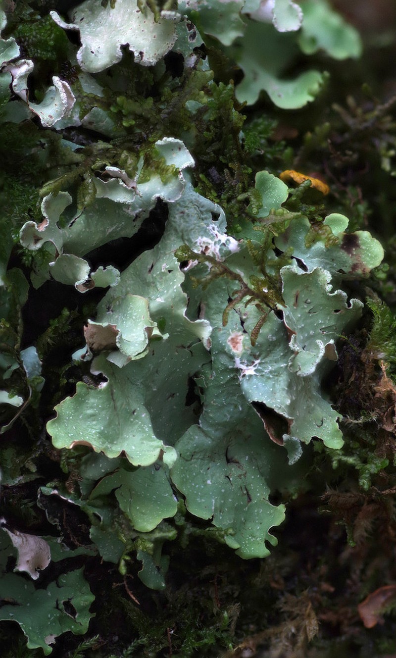 Giant Shield Lichen photo 7