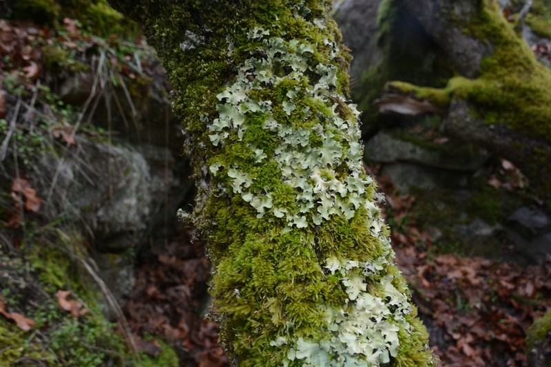 Giant Shield Lichen photo 8