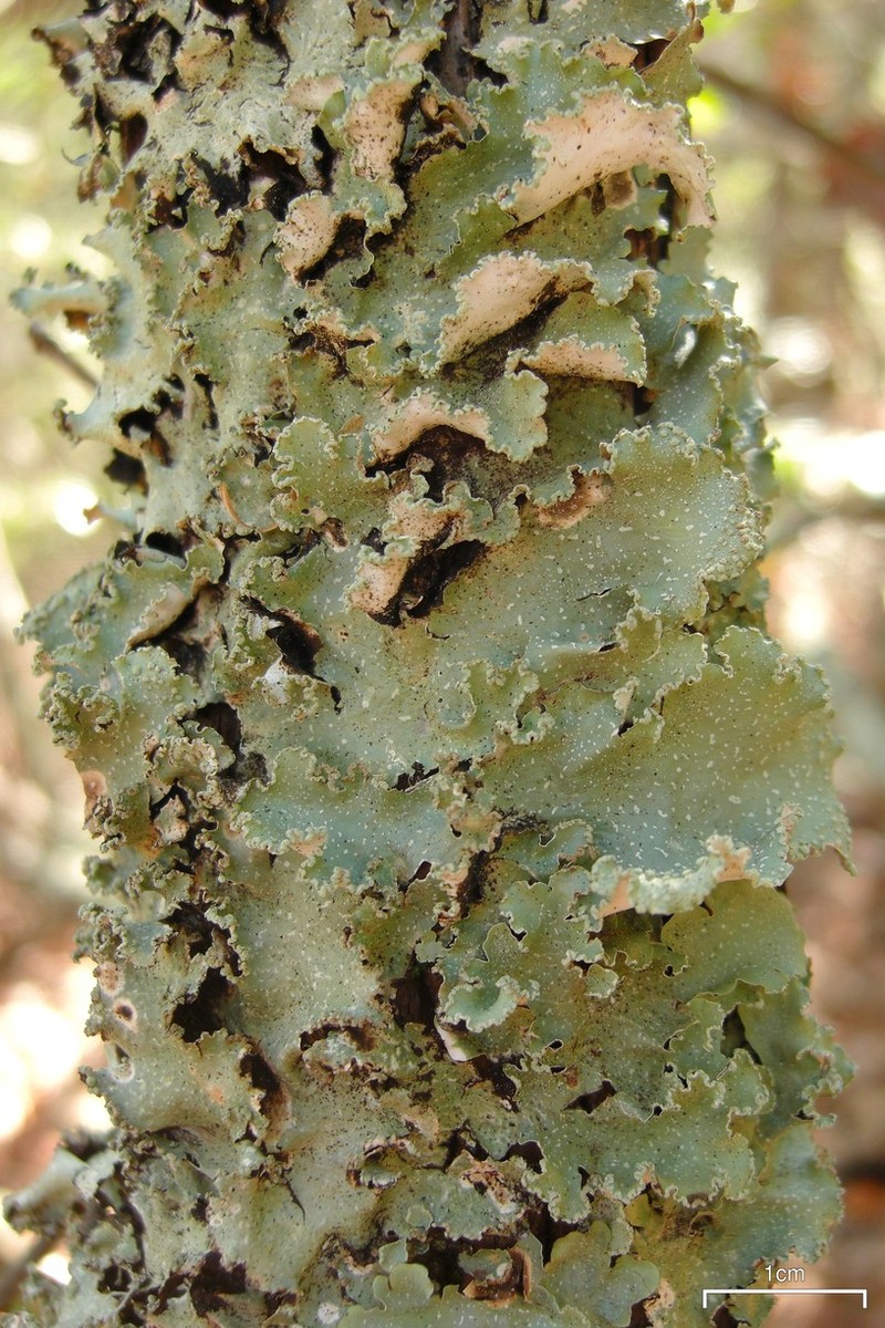 Chicita'S Giant Shield Lichen
