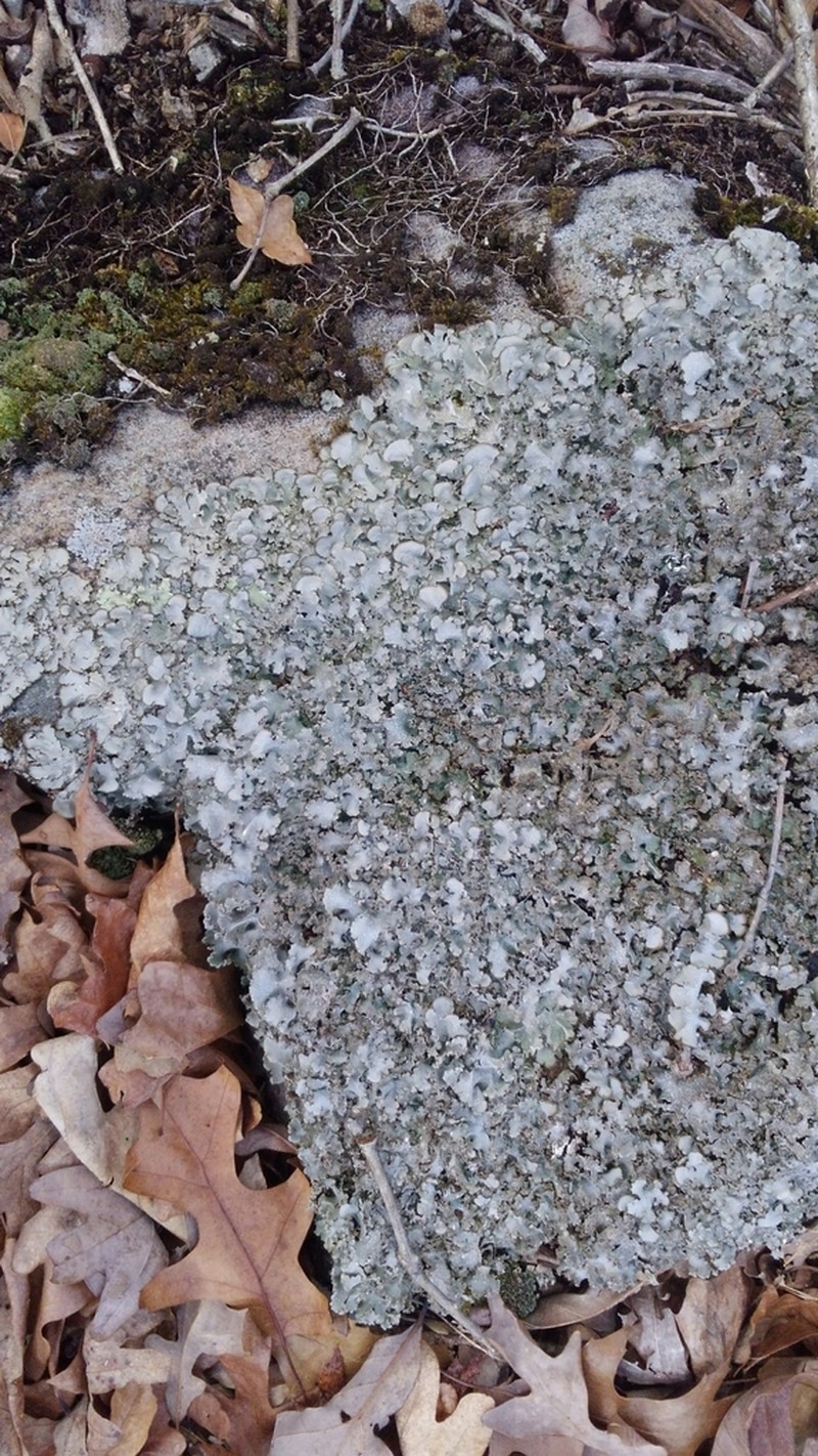 Chicita'S Giant Shield Lichen