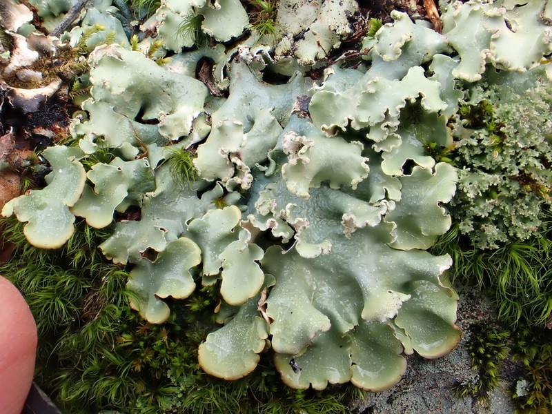 Chicita'S Giant Shield Lichen photo 2