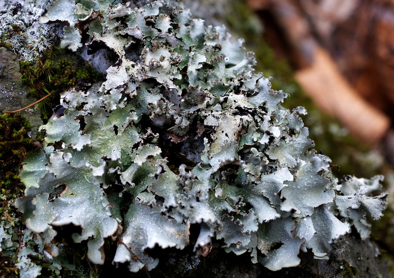 Chicita'S Giant Shield Lichen photo 3