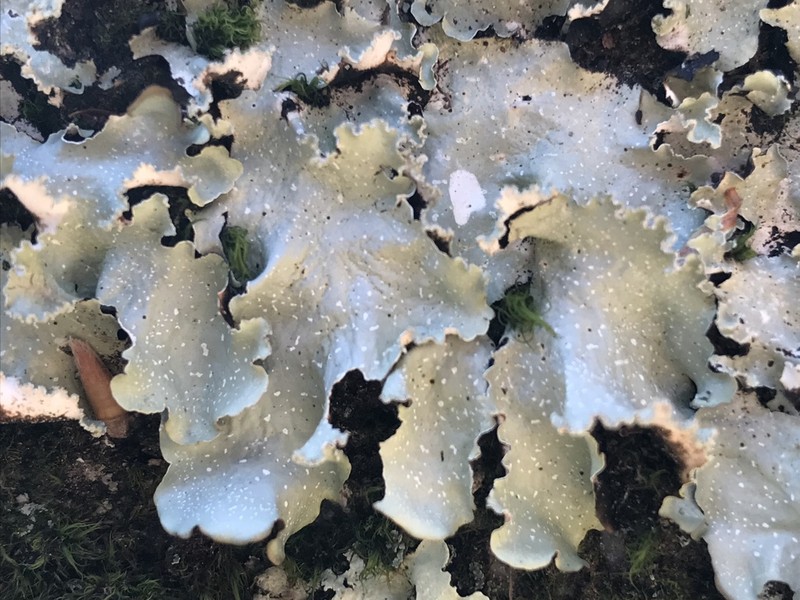 Chicita'S Giant Shield Lichen photo 4