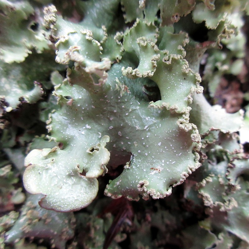 Chicita'S Giant Shield Lichen photo 5