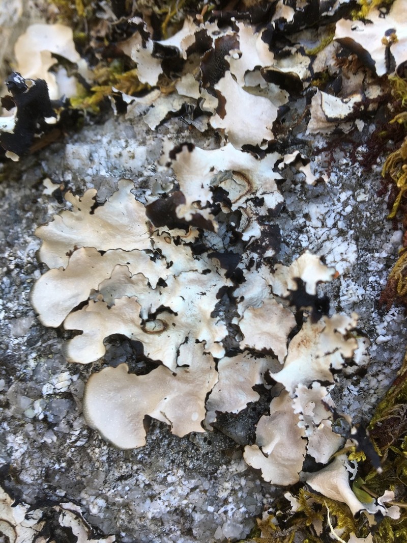 Chicita'S Giant Shield Lichen photo 6