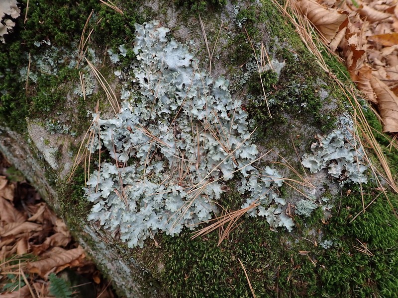 Chicita'S Giant Shield Lichen photo 7