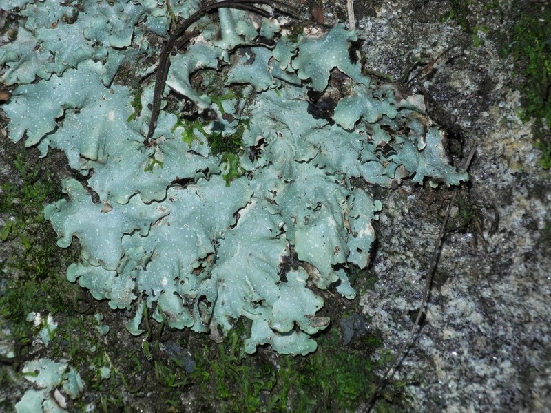 Chicita'S Giant Shield Lichen photo 8
