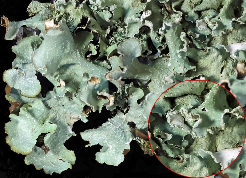 Giant Shield Lichen