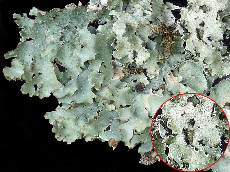 Giant Shield Lichen photo 2
