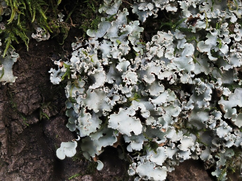 Giant Shield Lichen photo 3