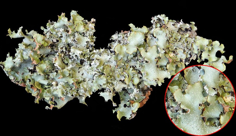 Giant Shield Lichen photo 4