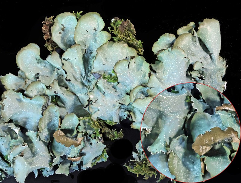 Giant Shield Lichen photo 5