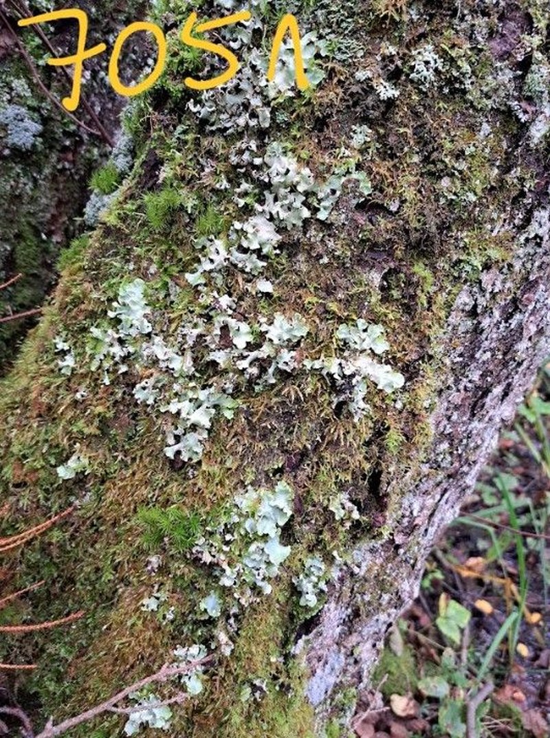 Giant Shield Lichen photo 7