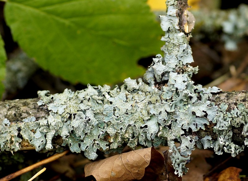 Giant Shield Lichen