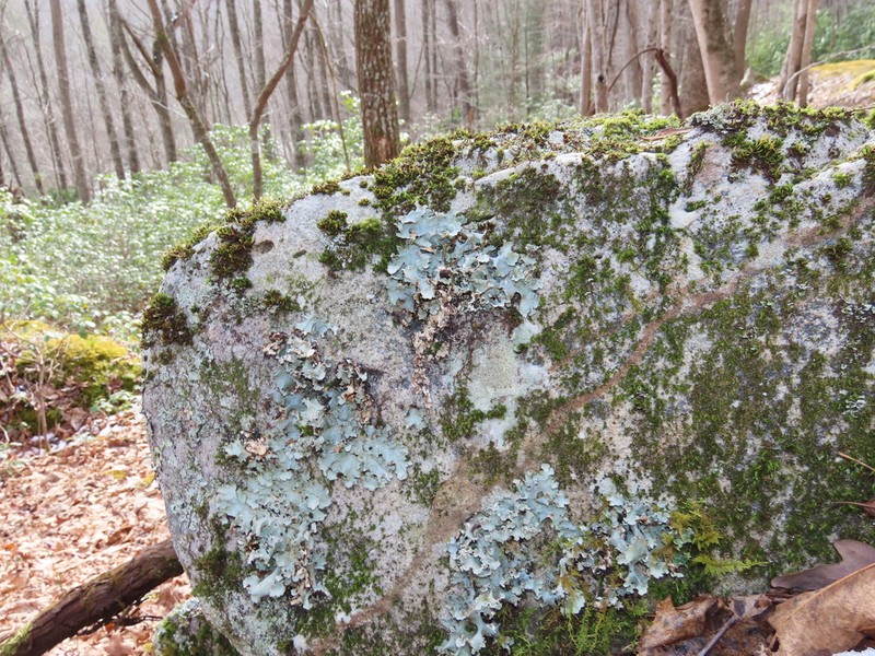 Giant Shield Lichen