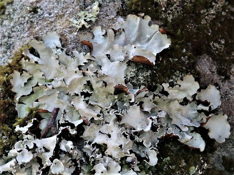 Giant Shield Lichen photo 2