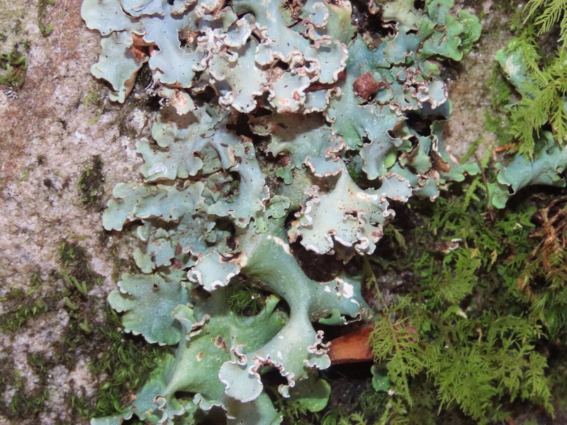 Giant Shield Lichen photo 3