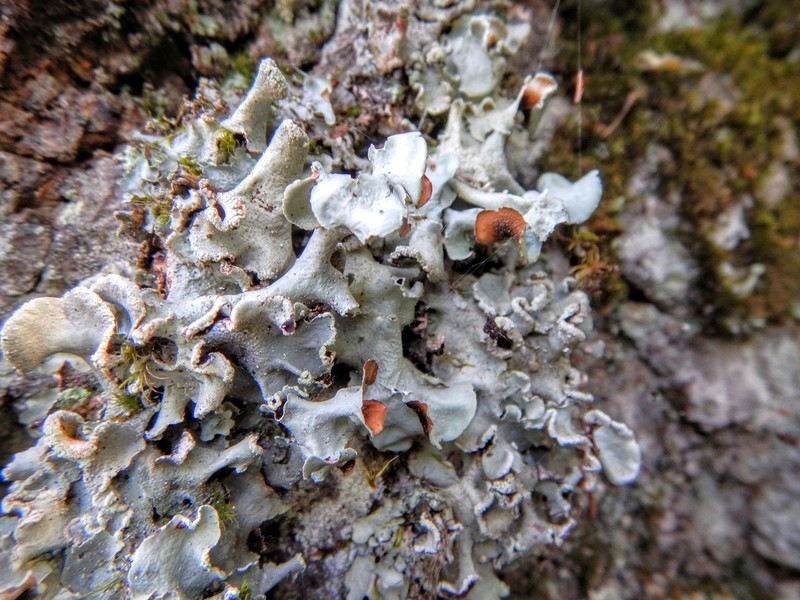 Giant Shield Lichen photo 4