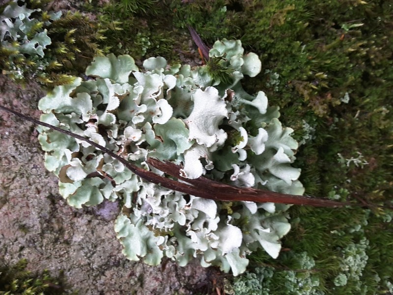 Giant Shield Lichen photo 5