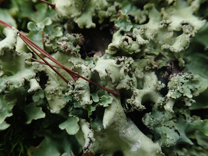 Giant Shield Lichen photo 6