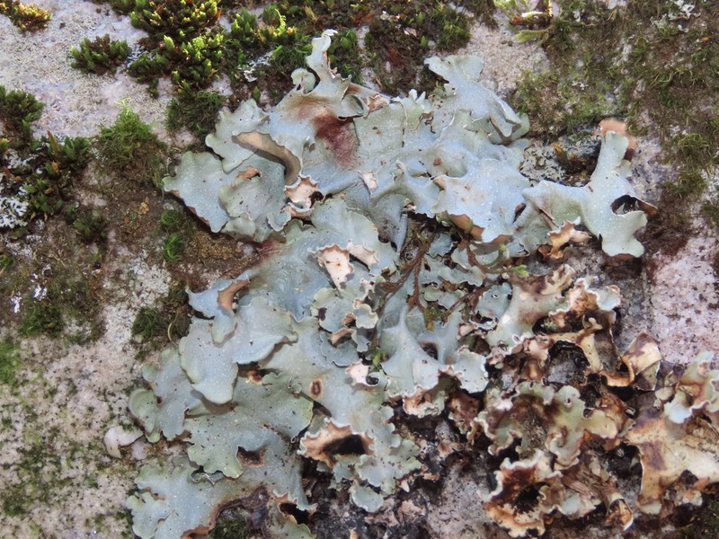 Giant Shield Lichen photo 7