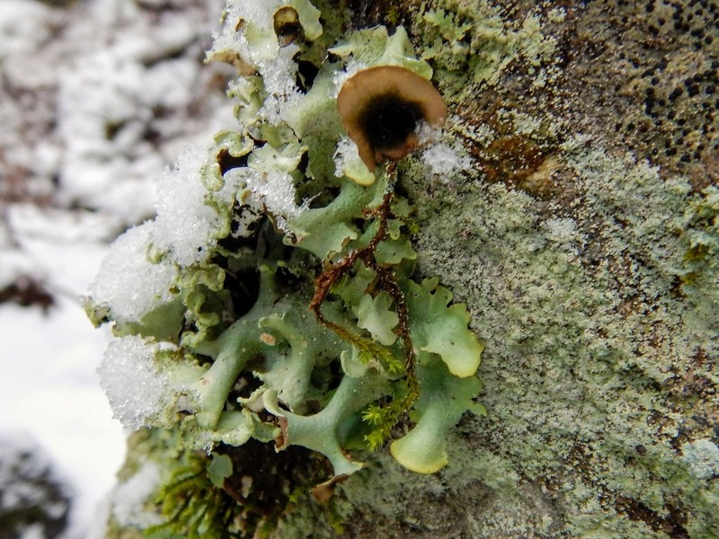 Giant Shield Lichen photo 8