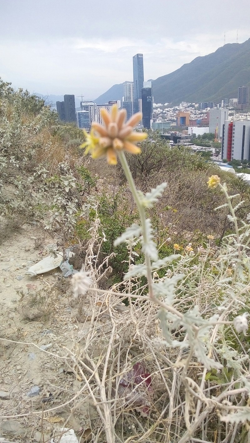 Stinging Serpent photo 4