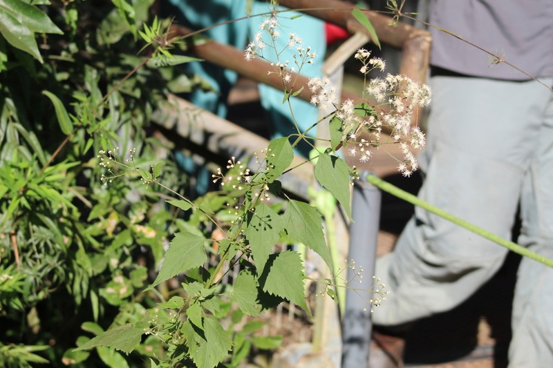 Chacoa pseudoprasiifolia