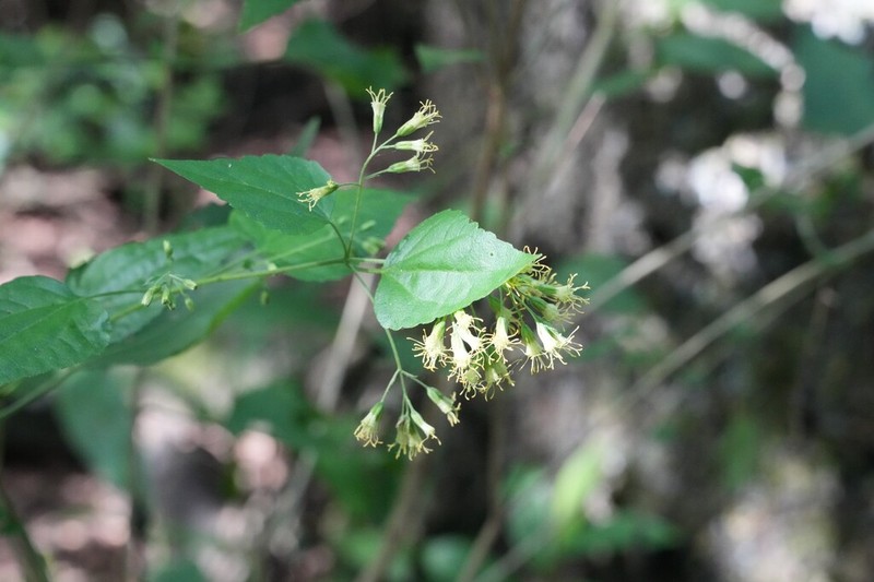 Chacoa pseudoprasiifolia photo 3