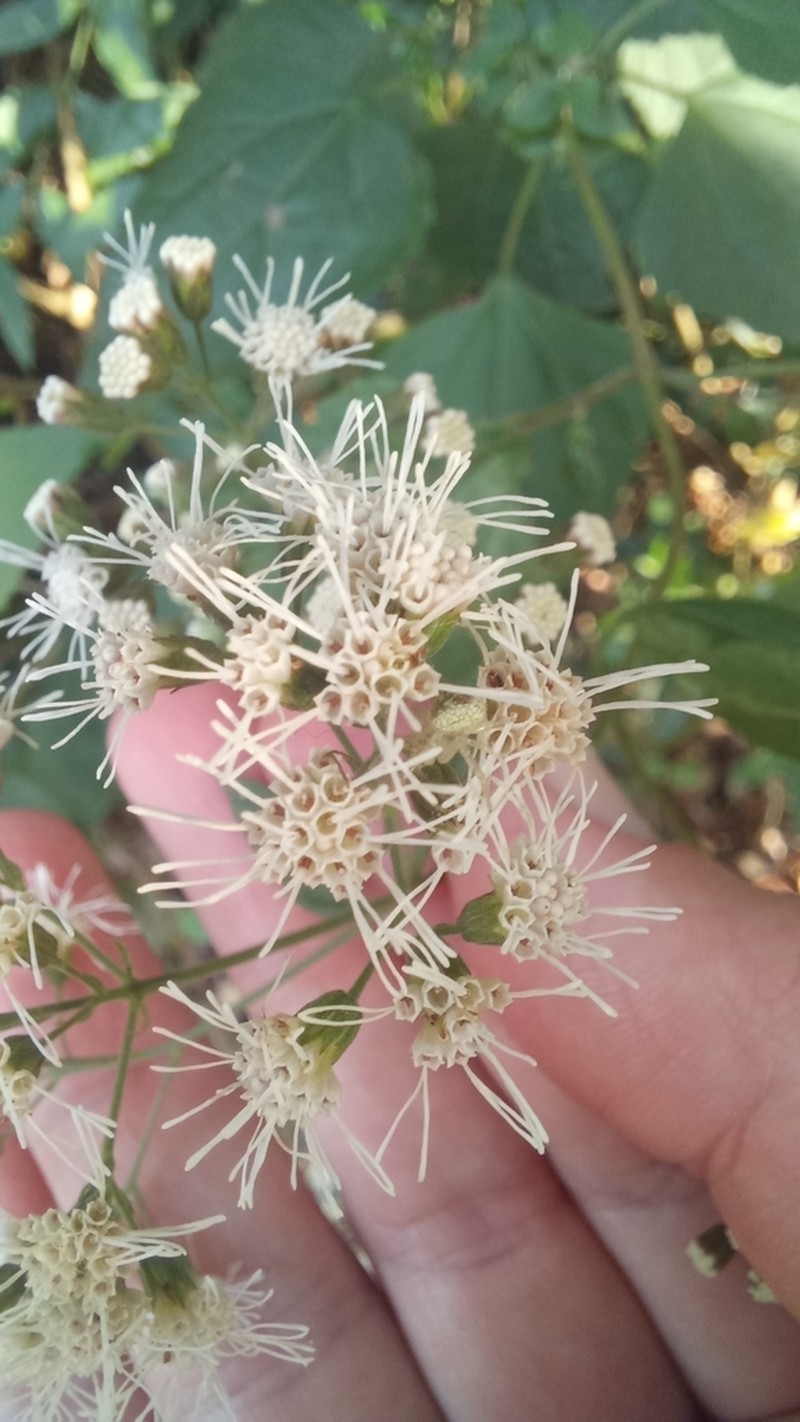 Chacoa pseudoprasiifolia photo 5