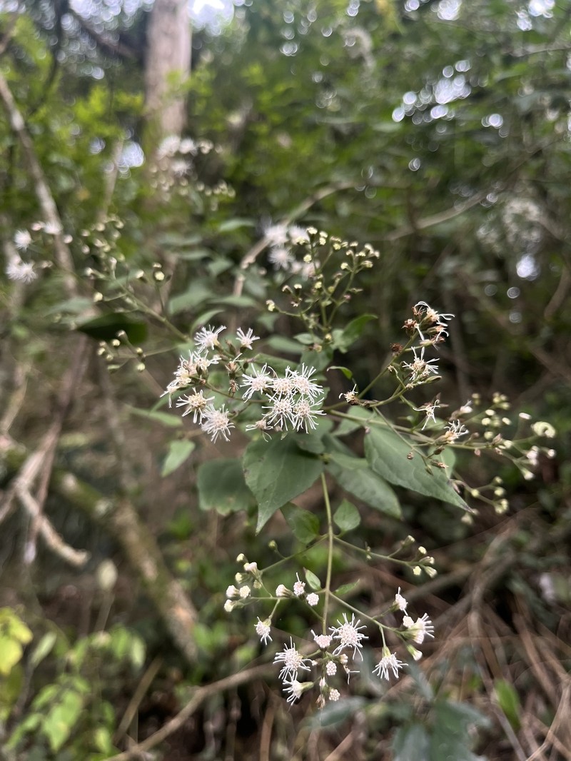 Chacoa pseudoprasiifolia photo 6