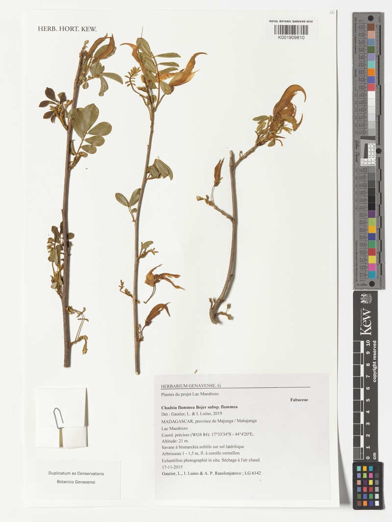 Chadsia flammea subsp. flammea