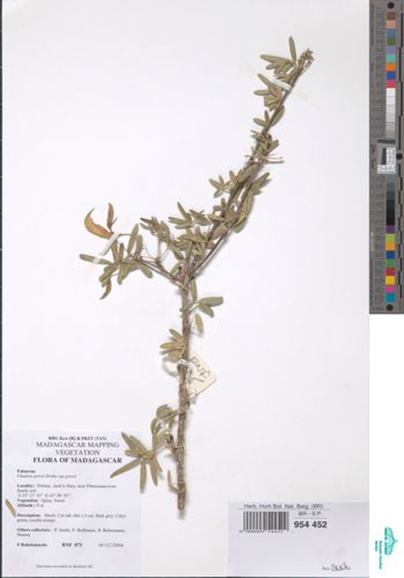 Chadsia grevei subsp. grevei