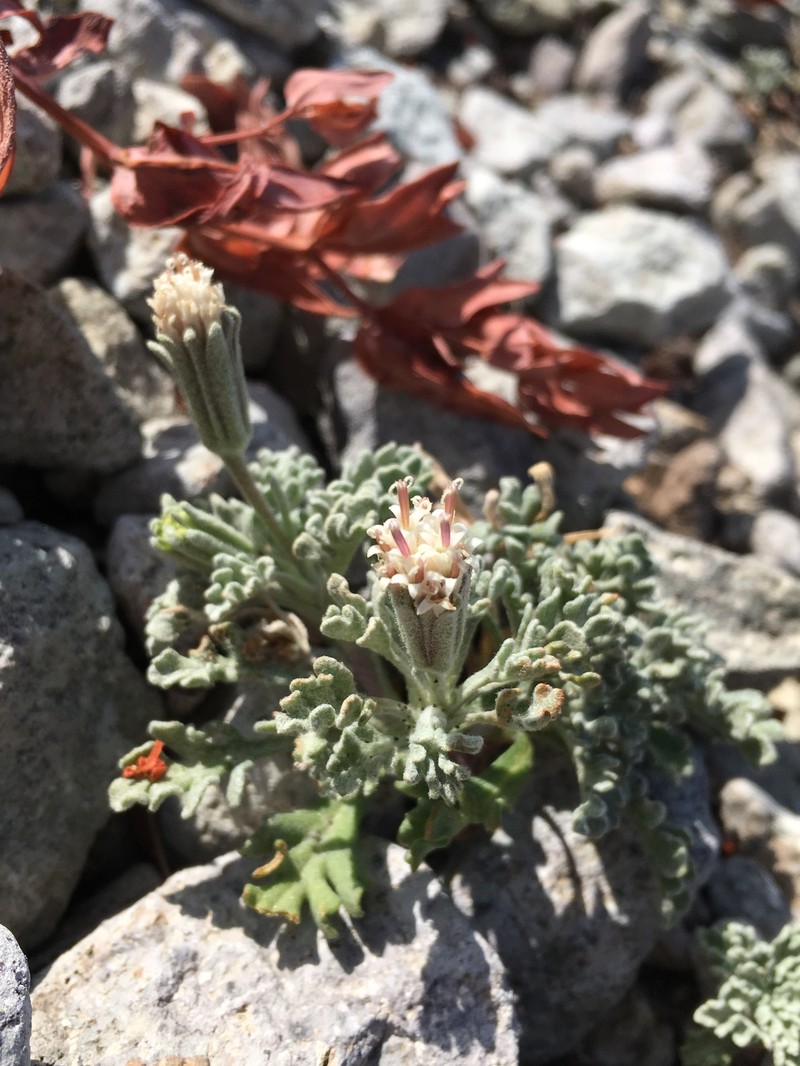 Southern Sierra Pincushion