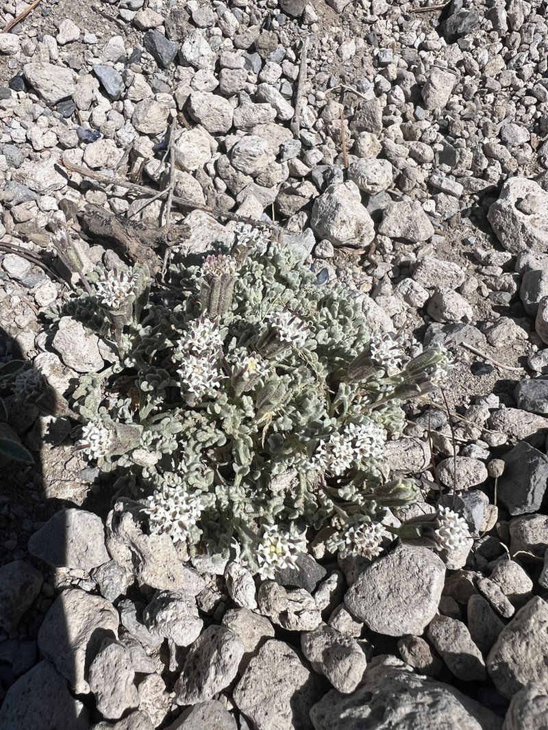 Southern Sierra Pincushion