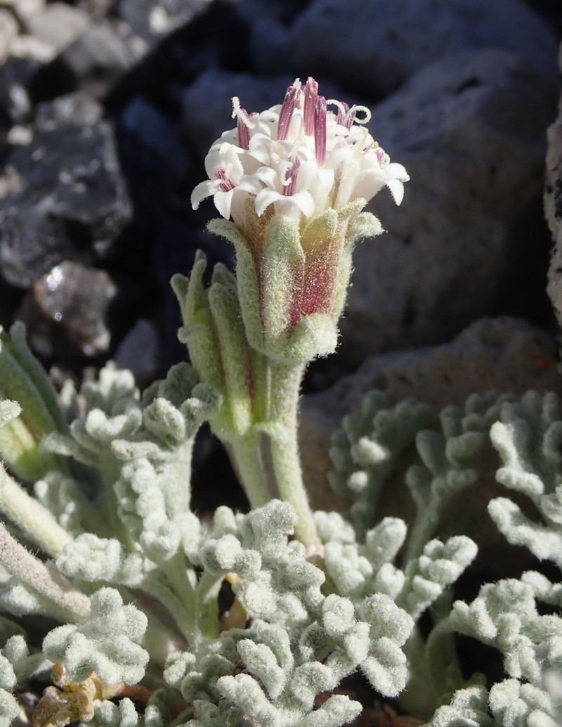 Southern Sierra Pincushion photo 2