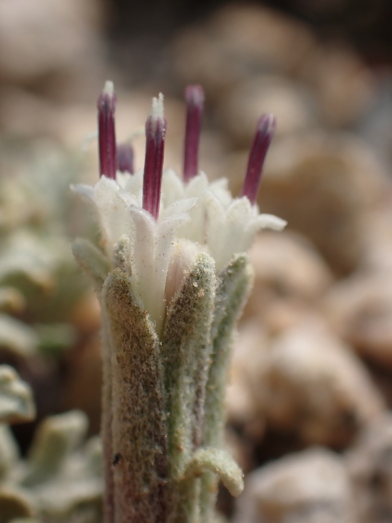 Southern Sierra Pincushion photo 3