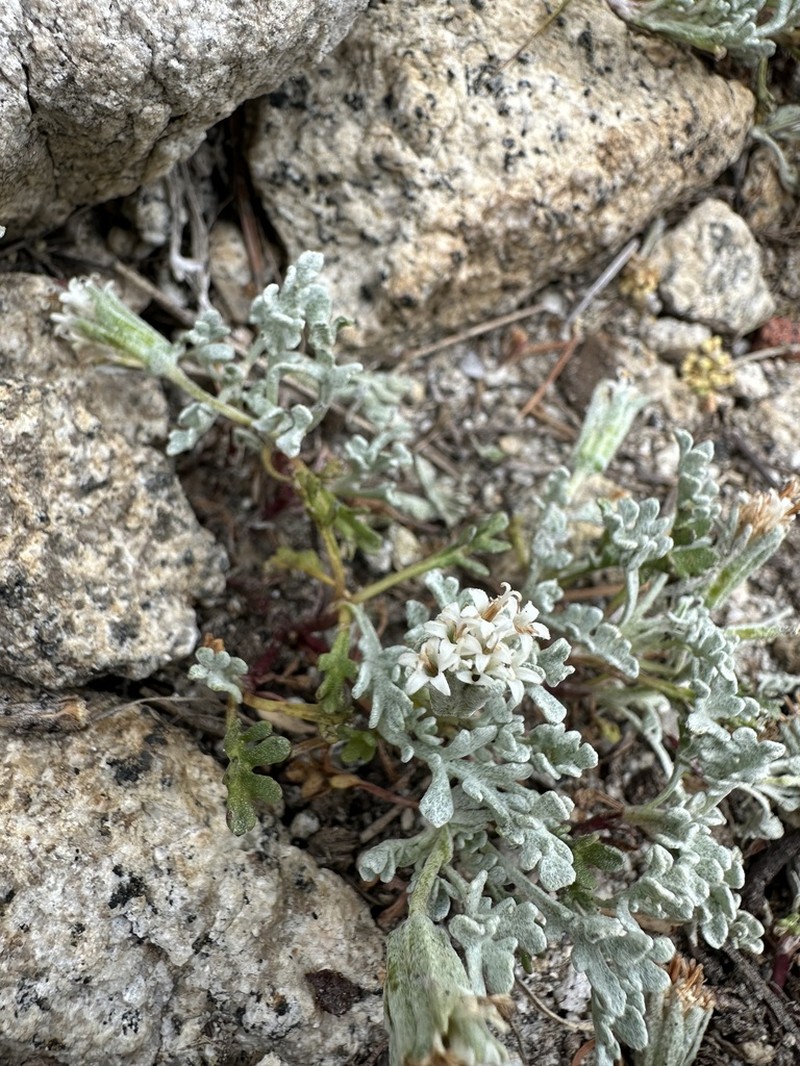 Southern Sierra Pincushion photo 4