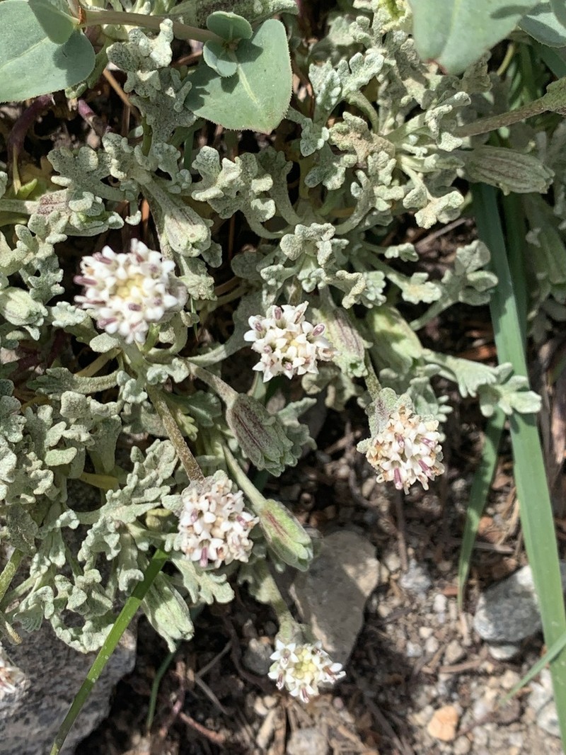 Southern Sierra Pincushion photo 5