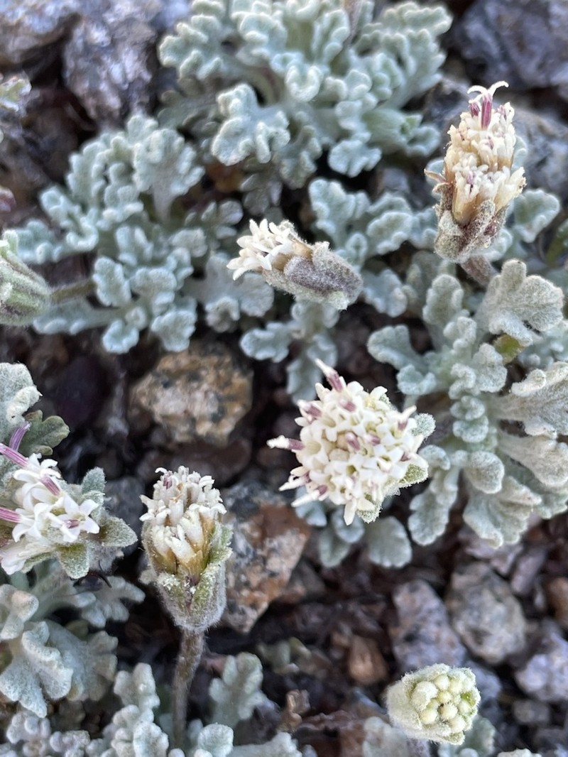 Southern Sierra Pincushion photo 6