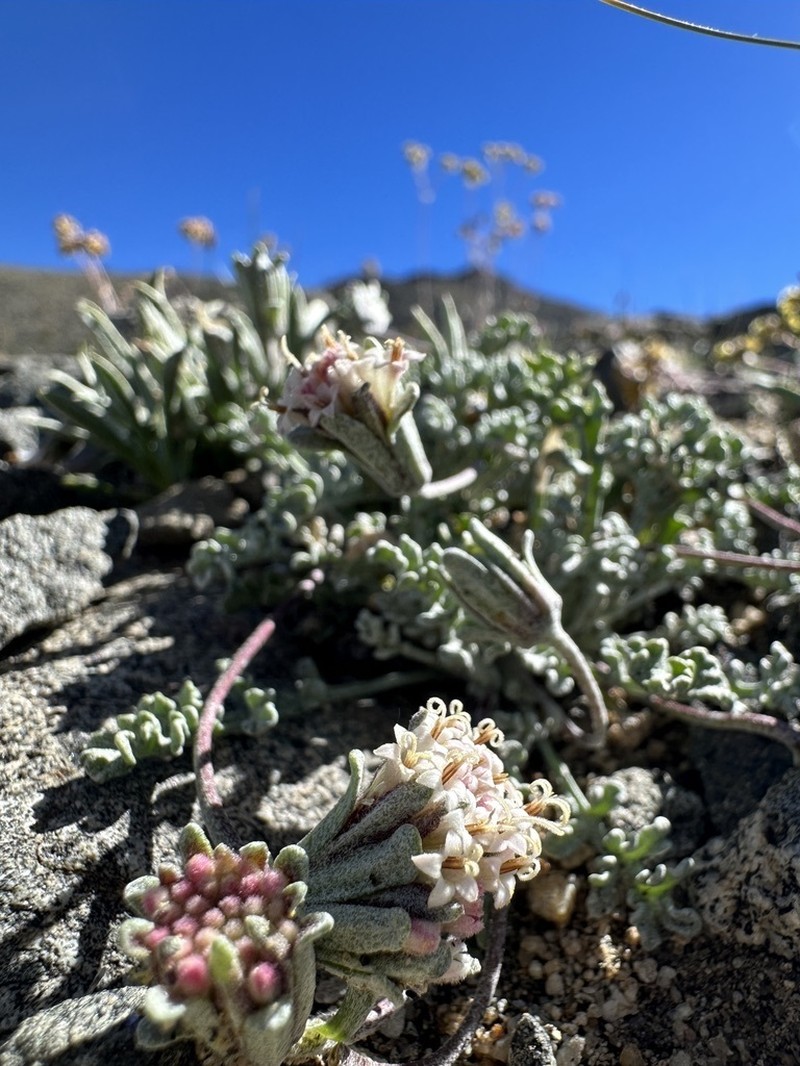 Southern Sierra Pincushion photo 7
