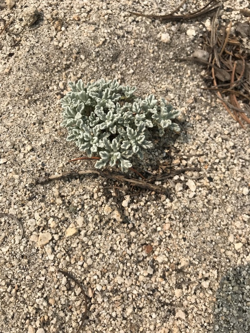 Southern Sierra Pincushion photo 8
